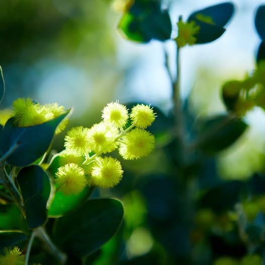 Close-up of bright yellow wattle pom-pom flowers on a green branch