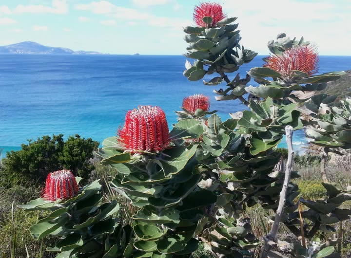Red Banksia flower spikes beside a vivid blue ocean and distant coastline