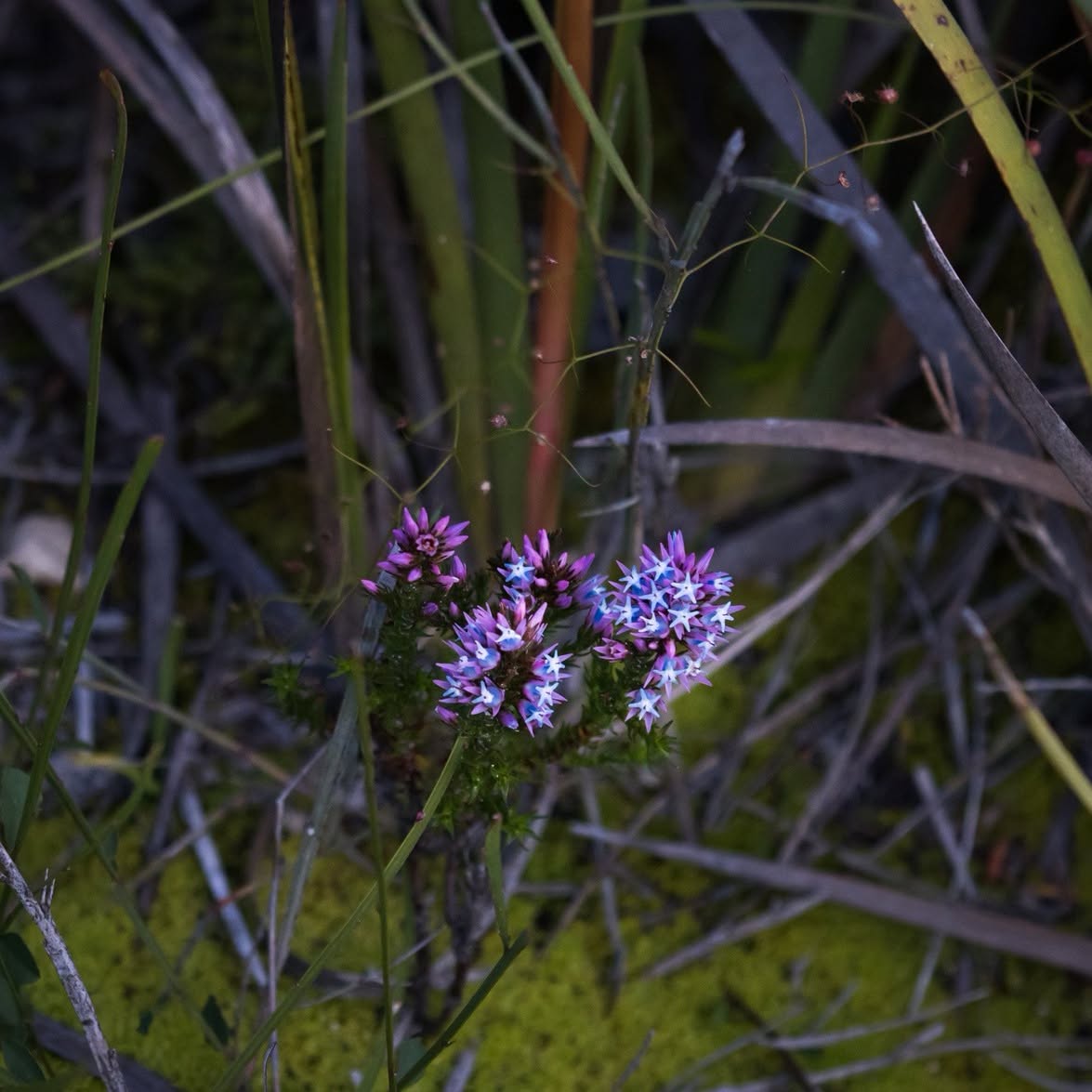 Close-up of small purple and pale-blue star-shaped wildflowers on a woody stem